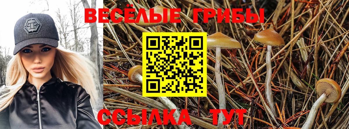 Владимир  Псилоцибиновые грибы Magic Shrooms  Вход с VPN  Галлюциногенные грибы прущие грибы 